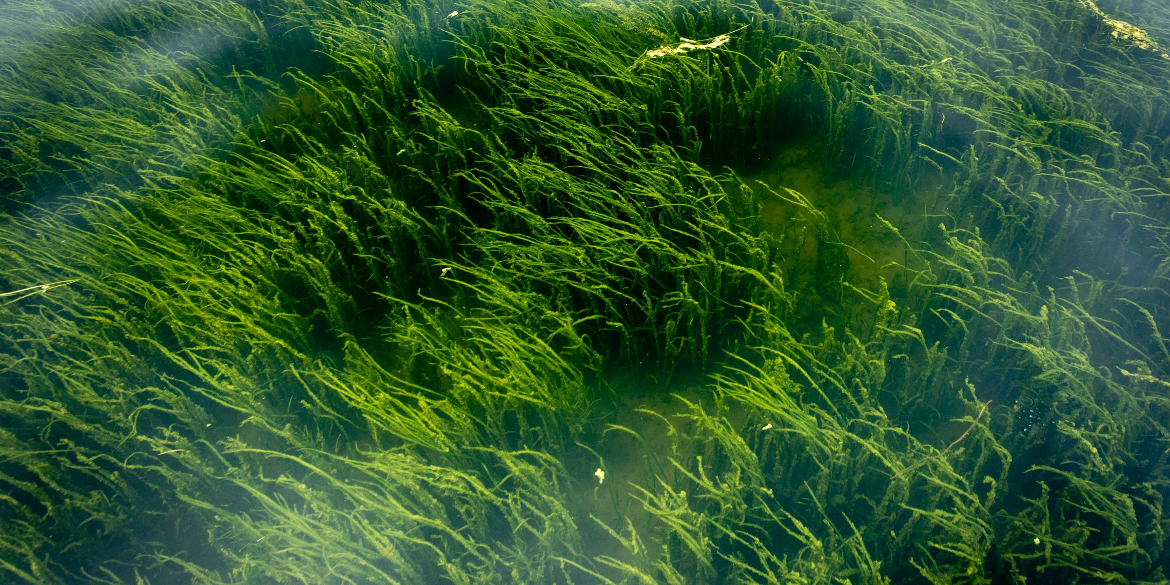 chesapeake bay seagrass