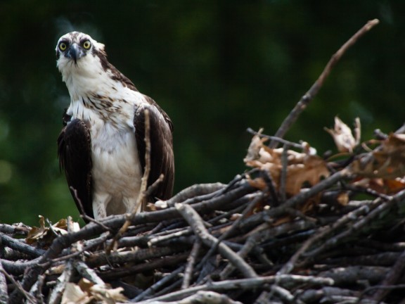 osprey