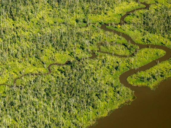 forested stream